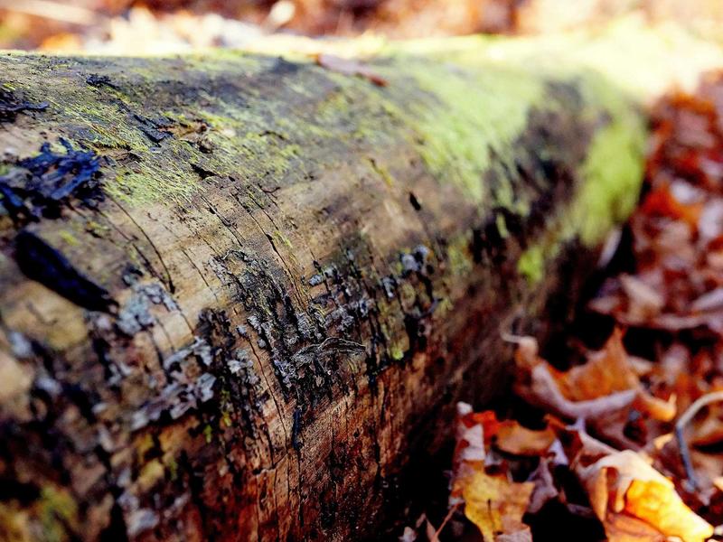 community screenshot 6